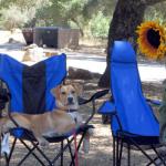 Willow takes a break