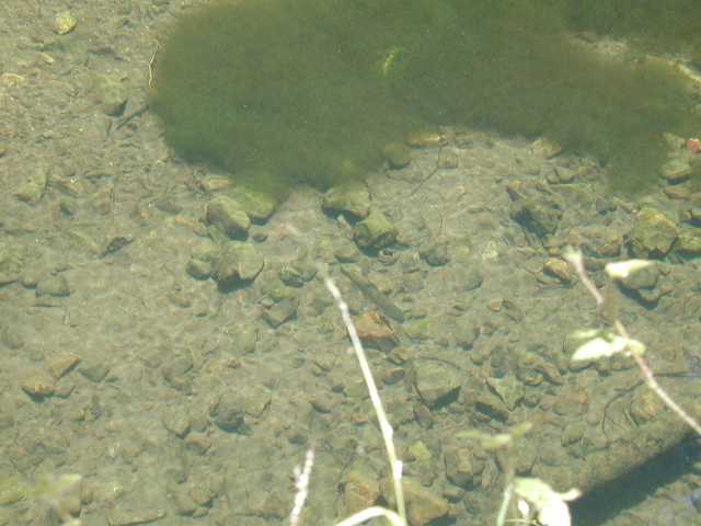 Fish in a shallow swimming hole
