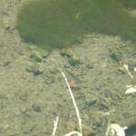 Fish in a shallow swimming hole