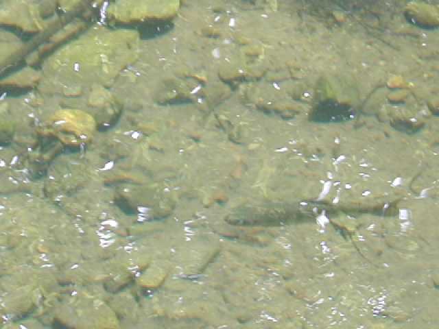 A bigger fish