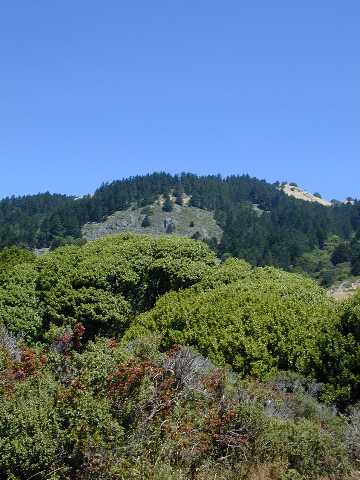 Great Greenery