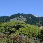 Great Greenery