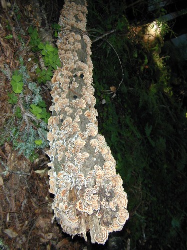 Kinda looks like cookies, huh.