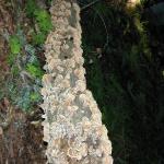 Kinda looks like cookies, huh.