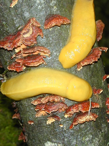Banana slugs