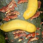 Banana slugs