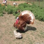 Animal Place BAVeg Tour 2006