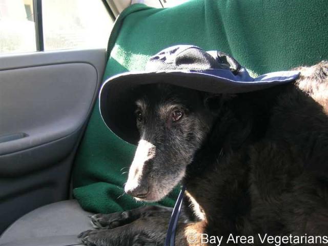Myshkin hanging out in the car