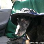 Myshkin hanging out in the car
