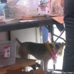 A four-legged friend visit our table