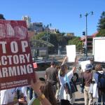 SF Walk for Animals 2007