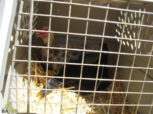 Nevada and Chai go to a new home