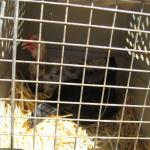 Nevada and Chai go to a new home