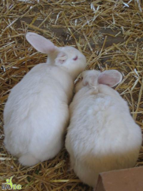Rosebud & Casper