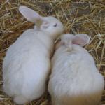Rosebud & Casper
