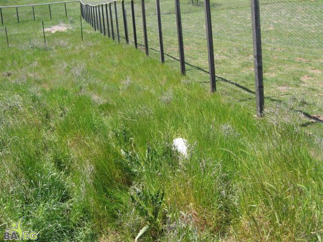 Chicken in the tall grass