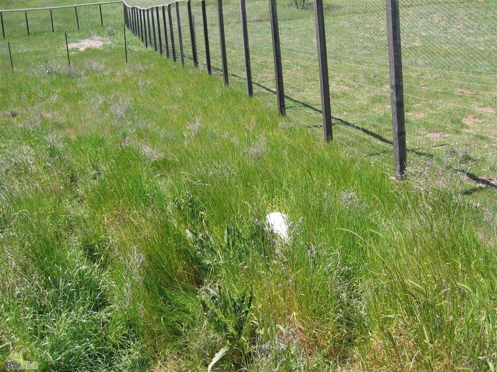 Chicken in the tall grass