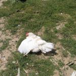 Dust bathing chicken
