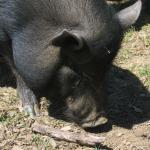 Animal Place Visit 2008