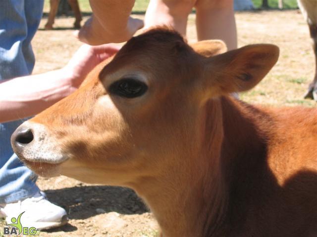 Nicholas the calf