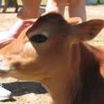 Nicholas the calf