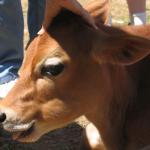 Nicholas the calf