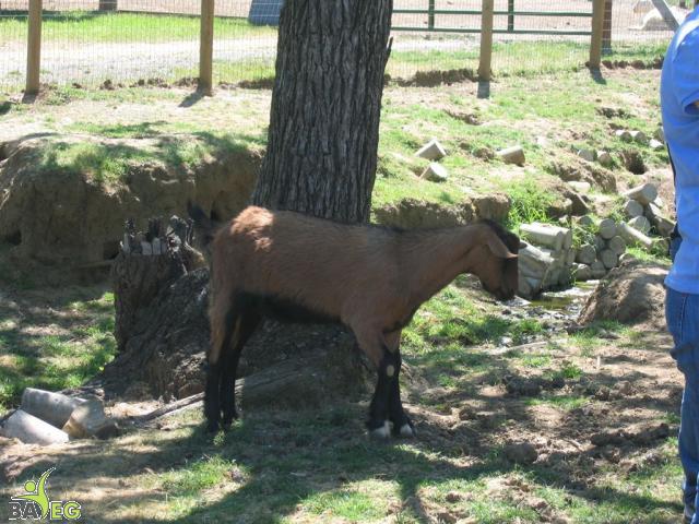 Jeffrey