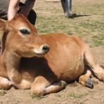 Nicholas the calf