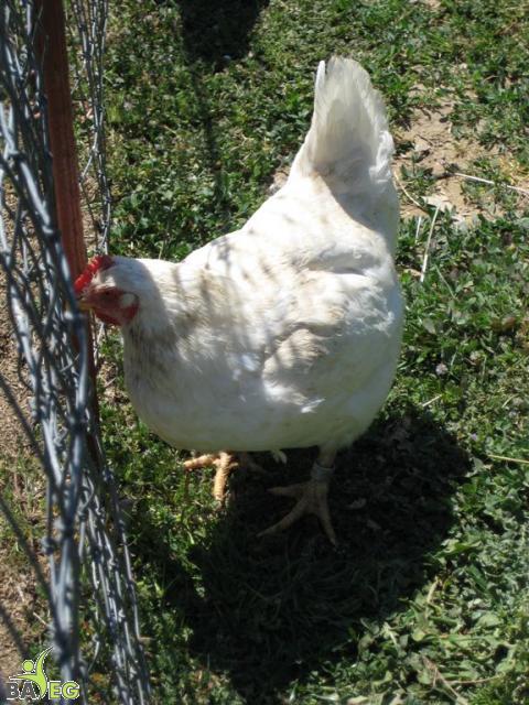Peeper