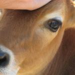 Nicholas the calf
