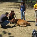 Nicholas the calf