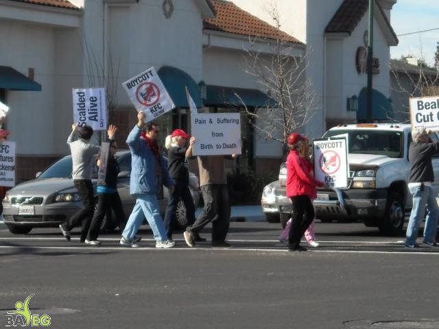Protesting KFC Cruelty - Boycott KFC