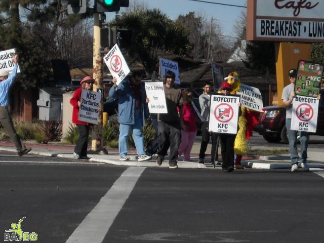 Protesting KFC Cruelty - Boycott KFC