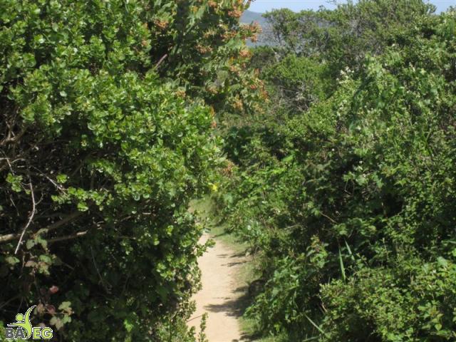 Wild bunny camoflauged in the shadows at San Pedro Valley Park, Pacifica