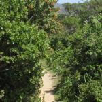 Wild bunny camoflauged in the shadows at San Pedro Valley Park, Pacifica