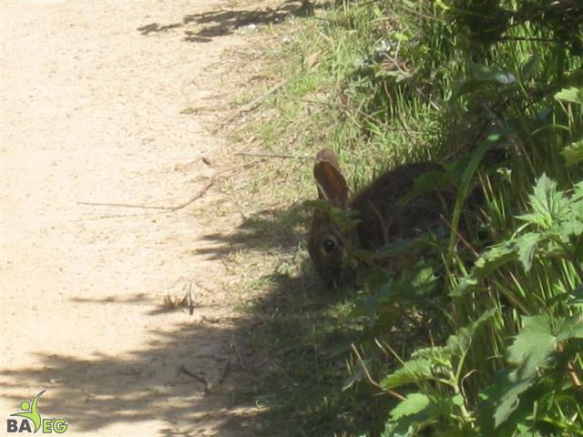 Wild bunny at San Pedro Valley Park, Pacifica