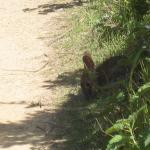 Wild bunny at San Pedro Valley Park, Pacifica