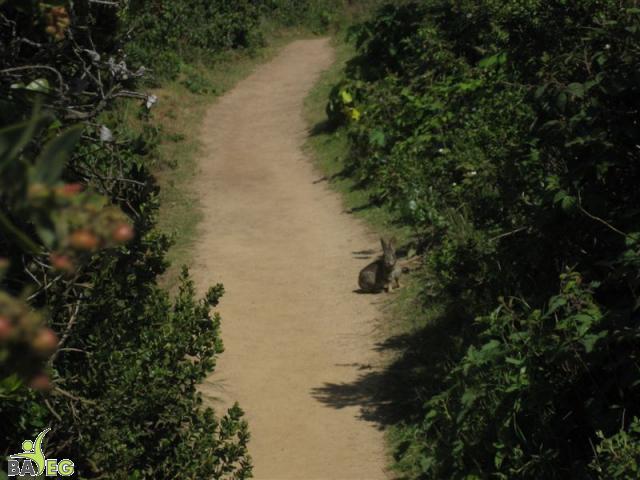 Wild bunny at San Pedro Valley Park, Pacifica