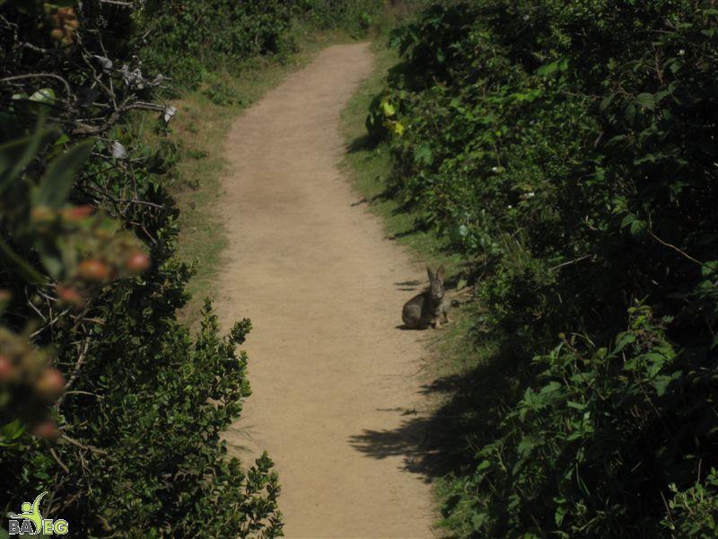 Wild bunny at San Pedro Valley Park, Pacifica