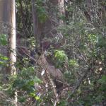 Deer camoflauged at San Pedro Valley Park, Pacifica