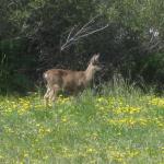 Deer at San Pedro Valley Park, Pacifica