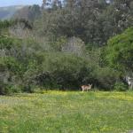 Deer enjoying sun and grass at San Pedro Valley Park, Pacifica