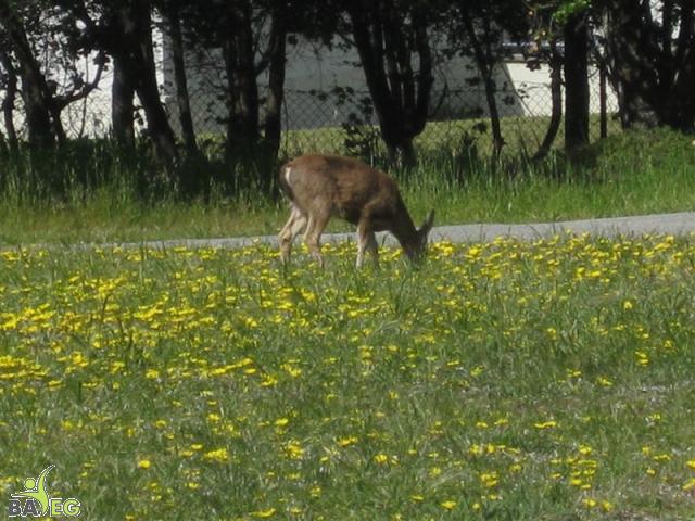 Deer grazing at San Pedro Valley Park, Pacifica
