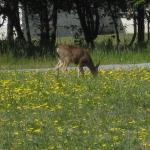 Deer grazing at San Pedro Valley Park, Pacifica