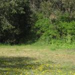 Wild quail camoflauged in the tall grass at San Pedro Valley Park, Pacifica