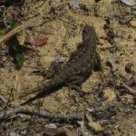 Food For Thought Book Club Meeting - San Pedro Valley Park - June 2009