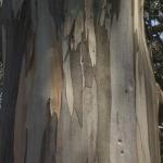 Eucalyptus bark