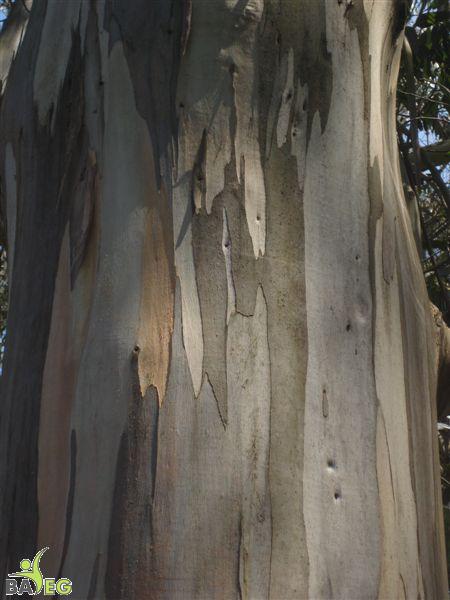 Eucalyptus bark