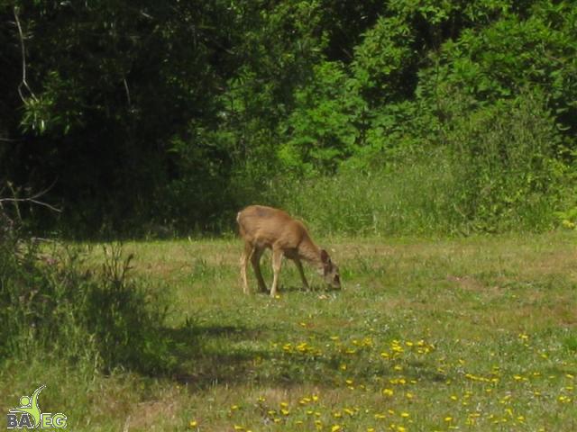 Herbivore hanging out at the park