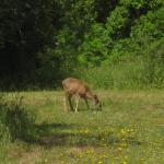 Herbivore hanging out at the park